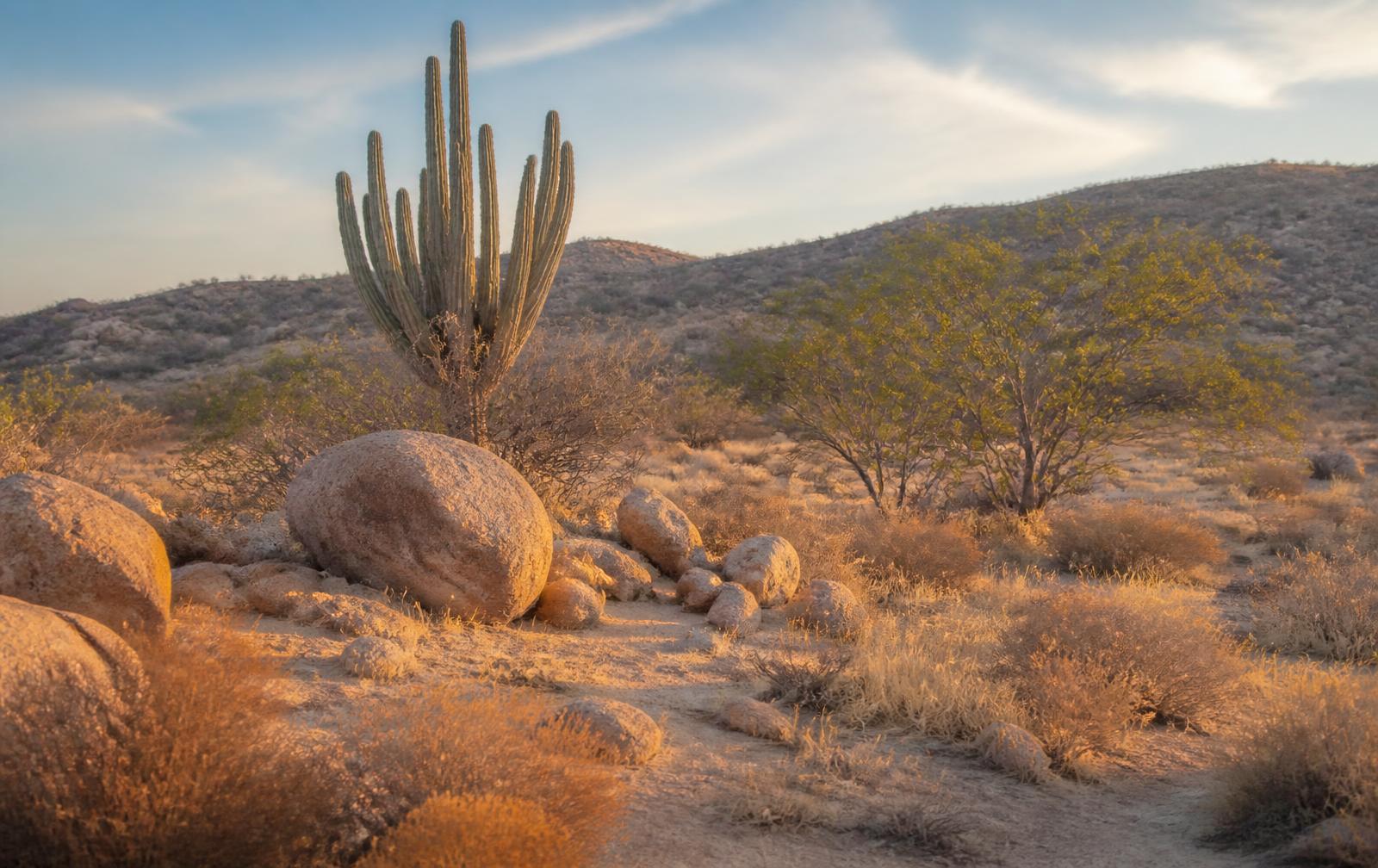 Baja desert planting at golden hour: cardón cactus, palo verde and dry grasses over sandy ground